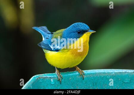 Tropical Parula (Setophaga pitiayumi) ist ein kleiner New World-Waldsänger. Es ist ein kleiner Singvögel. Stockfoto