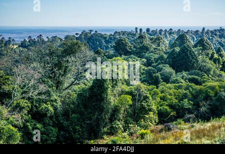 Die Bunya Mountain Range ist das westlichste Gebiet von Subtropischer Regenwald im südlichen Queensland und die größte Population von bunya-Kiefern bleiben erhalten Stockfoto