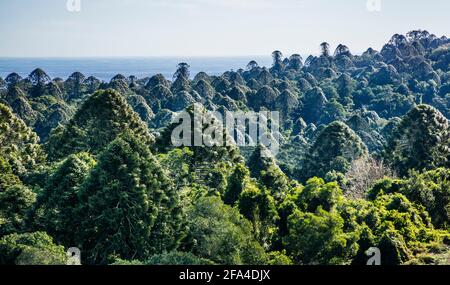 Die Bunya Mountain Range ist das westlichste Gebiet von Subtropischer Regenwald im südlichen Queensland und die größte Population von bunya-Kiefern bleiben erhalten Stockfoto