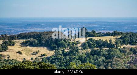 Die Bunya Mountain Range ist das westlichste Gebiet von Subtropischer Regenwald im südlichen Queensland und die größte Population von bunya-Kiefern bleiben erhalten Stockfoto