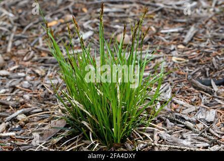 Carex pensylvanica wird an einem bewölkten Tag allgemein als Pennsylvania-Sedge bezeichnet. Es ist ein schattenliebender mehrjähriger Sedge, der in Dickichten A beheimatet ist Stockfoto