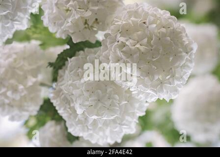 Chinesische Schneeball weiße Blüten in der Nähe - blühender Strauch im Frühjahr Stockfoto
