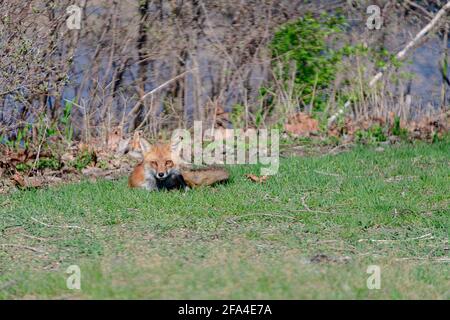 Rotfuchs liegt im Gras Stockfoto