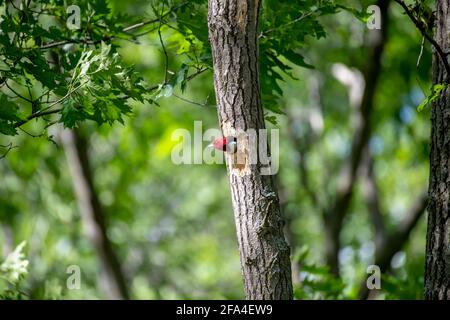 Der Rotkopfspecht guckt aus dem A-Nest im heraus Seite eines Baumes, nachdem er an der Reihe ist, die füttert Kürzlich geschlüpfte Babys Stockfoto