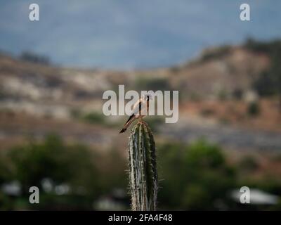 Nahaufnahme eines einzelnen isolierten American Kestrel Falcon Sperling Hawk falco sparverius Wildtier Vogel ruht auf Kakteen in Tatacoa Desert Villavie Stockfoto