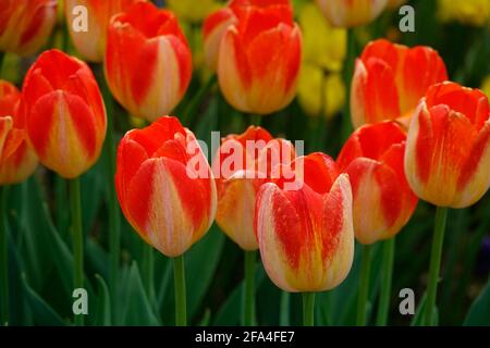 Gestreifte Tulpen aus Rot und Gelb bei einem Tulpenfest Stockfoto