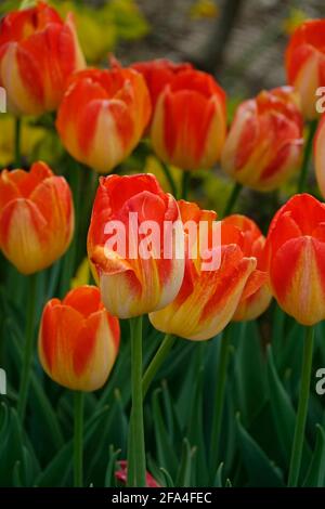 Gestreifte Tulpen aus Rot und Gelb bei einem Tulpenfest Stockfoto