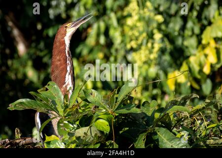 Ein junger erwachsener Reiher (Tigrisoma lineatum) Am Sandoval-See im peruanischen Amazonas Stockfoto