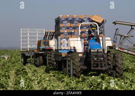 Romainensalat, biologisch, Feldverpackung, kommerzielle Ernte, privater Bauernhof, Hollister Valley, San Benito County, Calfornia Stockfoto