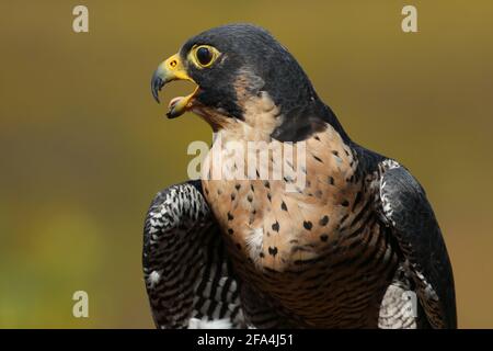 Peregrine Falcon im Freien ruft mit offenem Schnabel aus der Nähe Stockfoto