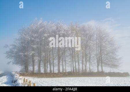 Neblige Bäume und Frühlingsschnee in der Landschaft von Cotswold. Sezincote, Cotswolds, Gloucestershire, England Stockfoto