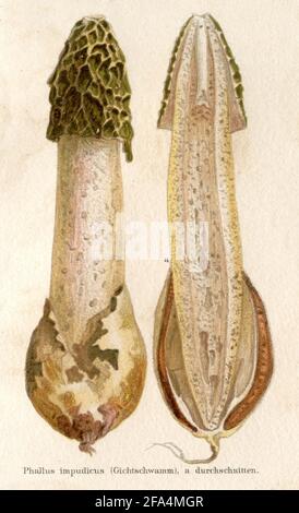 Stinkhorn / Phallus impudicus / Stinkmorchel, Gemeiner / , ) Stockfoto