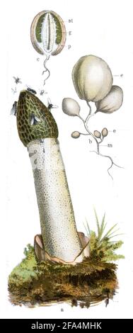 Stinkhorn / Phallus impudicus / Stinkmorchel, Gemeiner / Botanik, 1909) Stockfoto