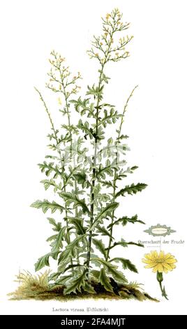 Wildsalat / Lactuca virosa / Lettich, Geschenk- / Enzyklopädie, ca. 1910) Stockfoto