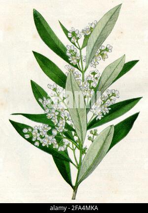 Olive, Europäische Olive / Olea europaea / Olivenbaum / Botanikbuch, 1900) Stockfoto