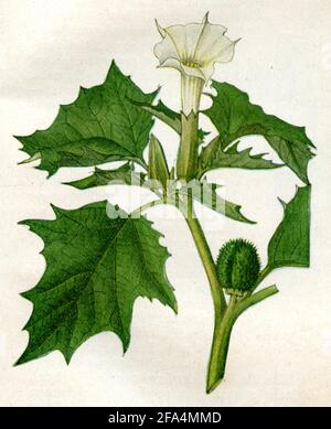 Jimsonweed / Datura stramonium / Stechapfel, Weißer / Botanikbuch, 1900) Stockfoto