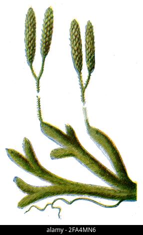 club MOSS / Lycopodium clavatum / Bärlapp, Keulen- / Gesundheitsbuch, 1920) Stockfoto