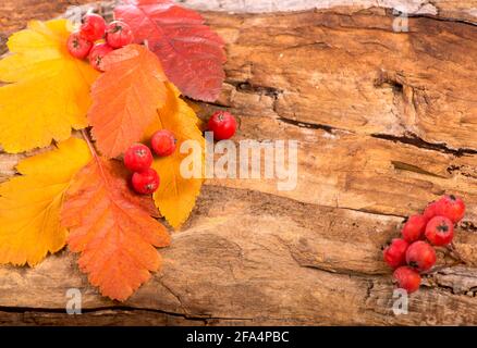 Herbstlicher, farbenprächtiger roter Vogelbeerzweig auf Holzgrund. Stockfoto