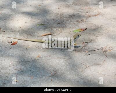 Schmetterlingsagama oder kleinskalige oder gemahlene Eidechse auf dem Sand Im Khao Sam ROI Yot National Park Stockfoto