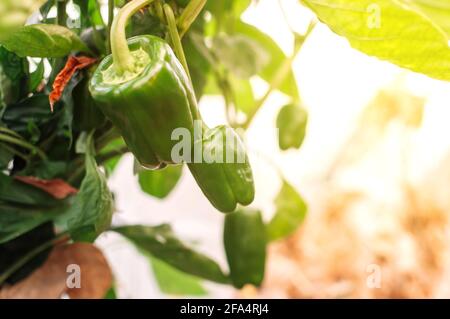 Schöne große wachsende Paprika in einem Gewächshaus Nahaufnahme. Frisches saftiges Paprika auf einem Buschzweig im Sonnenlicht. Landwirtschaft - große Paprika Stockfoto