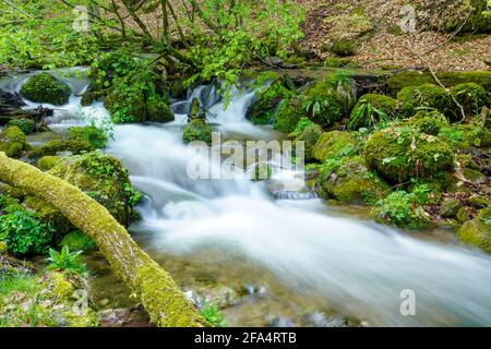 Wasserstrahl in einem Wald, aufgenommen mit Stativ und langer Belichtung. Stockfoto