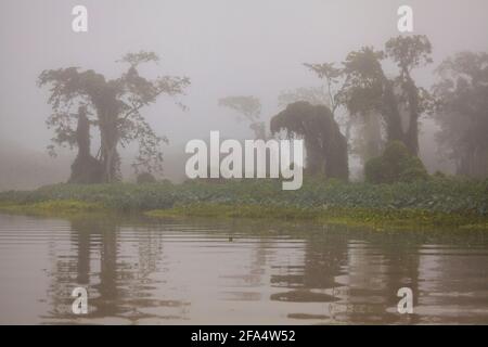 Panamalandschaft mit nebeligem Regenwald im frühen Morgenlicht entlang Rio Chagres im Soberania-Nationalpark, Republik Panama, Mittelamerika. Stockfoto