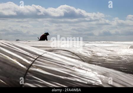 Bad Segeberg, Deutschland. April 2021. Ein Erntehelfer arbeitet auf einem Spargelfeld, das mit Plastikfolie bedeckt ist. In Schleswig-Holstein ernten derzeit rund 1000 Erntehelfer Spargel. Da viele von ihnen aus Corona-Risikogebieten in Osteuropa stammen, gelten für sie aufgrund der Pandemie besonders strenge Regeln. Quelle: Christian Charisius/dpa/Alamy Live News Stockfoto