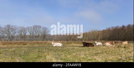Panorama einer Kuh, die im Naturschutzgebiet Wyldemerk liegt In den Niederlanden Stockfoto