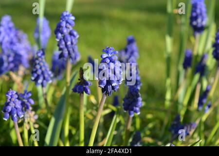 Muscari Blue Spike Flowers, auch als Traubenhyazinthen bekannt. Selektiver Fokus, geringe Schärfentiefe Stockfoto