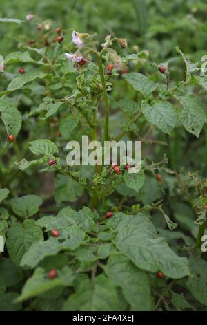 Die Larven der Coloradokäfer auf Kartoffel Blätter Stockfoto