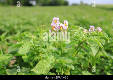 Blühende Kartoffel. Nahaufnahme Bio-Gemüseblümchen blühen im Garten. Kartoffeln anbauen und anbauen. Stockfoto