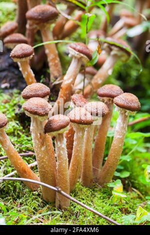 Pilze wachsen im Wald. Armillaria mellea, allgemein bekannt als Honigpilz. Vertikales Foto mit selektivem Fokus Stockfoto