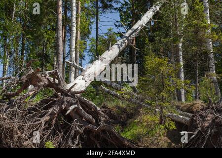 Wurzeln eines gefallenen Baumes an einem sonnigen Sommertag Stockfoto