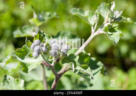 Arctium lappa oder Klette, Nahaufnahme an einem sonnigen Sommertag Stockfoto