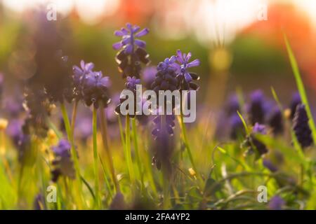 Muscari oder Traubenhyazinthe in den Sonnenstrahlen. Frühlingsblumen Hintergrund. Schönes helles Design von Postkarten, Kalendern, Broschüren. Eine Lichtung aus wildem Glanz Stockfoto