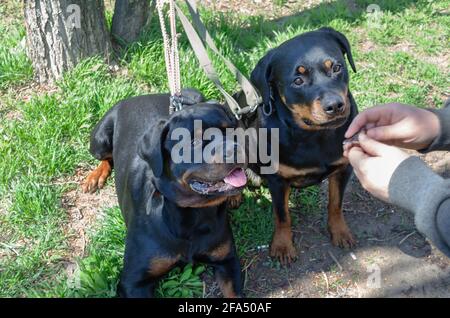 Hand behandelt die Hunde mit getrockneten Leckereien. Eine Frau belohnt zwei Rottweiler für das Befolgen von Befehlen während des Trainings. Der Besitzer hält ein Stück getrocknetes Rindfleisch in der Hand Stockfoto