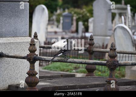 Ein gepiezter Johannisbeer, der auf einem korrodierten Metallstück, das Teil eines Grabes auf einem Friedhof ist, mit umgedrehtem Kopf thront Stockfoto