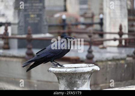 Ein kleiner Rabe, der auf einer Urne auf einem Friedhof steht Stockfoto