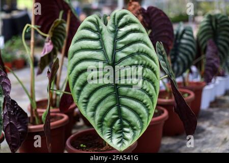 Schönes Bild einer Alocasia-Pflanze Stockfoto