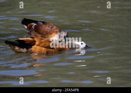 Ein Paar White Faced pfeifende Enten Stockfoto