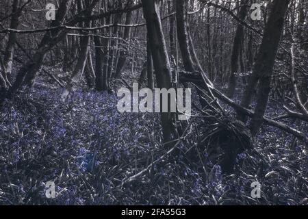 Bluebell, Hyacinthoides non-scripta und andere Wildblumen Celandine, Holzanemone zeigen ihre unsichtbare Welt, wie sie unter ultraviolettem Licht gesehen wird Stockfoto