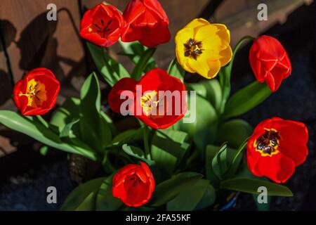 Ein dunkler Pflanzentopf mit bunten roten und gelben Tulpen in voller Blüte in einem Garten in Stockton auf Tees, England, Großbritannien Stockfoto
