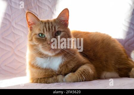 Rote Best.-Nr. Die Katze ist sauber und gesund gepflegt. Schöne einheimische rote Katze. Stockfoto