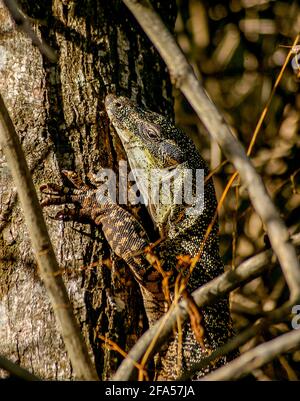 Nahaufnahme von Lace Monitor, Tree Monitor, Varanus varius. Große australische Eidechse, die im subtropischen Regenwald in Queensland, Australien, einen Baum bestiegen. Stockfoto