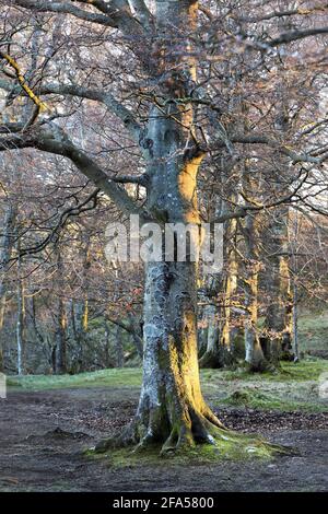 Ein reifer Buchenbaum (Fagus sylvatica), der von spätem Wintersonnenlicht beleuchtet wird, North Pennines, County Durham, Großbritannien Stockfoto