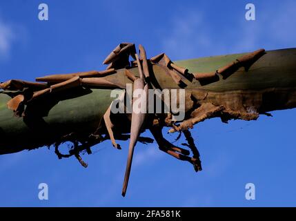 Großer Zweig von Wassergummibaum, Tristaniopsis laurina, Kanooka. Braune Rinde schält sich, um eine hellgrüne glatte Oberfläche zu offenbaren. Sunny Queensland, Australien. Stockfoto