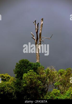 Isolierter, alter, toter Gummibaum, der durch historisches Ringbellen getötet wurde, auf einem Hügel über grünen Bäumen vor einem stürmischen dunklen Himmel. Queensland, Australien Stockfoto