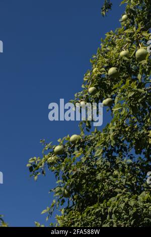 Die Frucht Bengalquitte auch Aegle marmelos oder Golden genannt Äpfel wachsen auf Bäumen Stockfoto