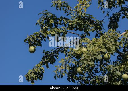 Die Frucht Bengalquitte auch Aegle marmelos oder Golden genannt Äpfel wachsen auf Bäumen Stockfoto