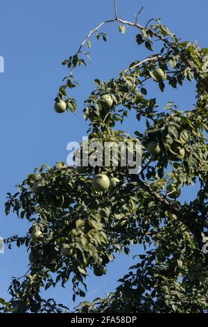 Die Frucht Bengalquitte auch Aegle marmelos oder Golden genannt Äpfel wachsen auf Bäumen Stockfoto